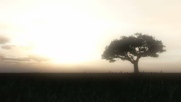 arbre coucher du soleil laps de temps 