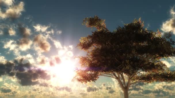 Осіннє дерево проміжок часу заходу сонця — стокове відео