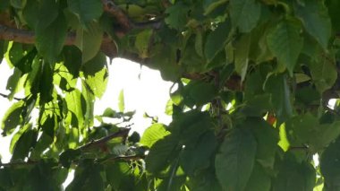 Sun ray yavaş kalıyor