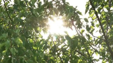 Sun ray yavaş kalıyor