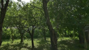 yağmur ormanında, ağır çekim