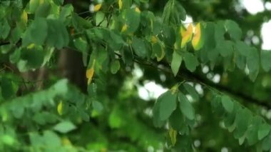 Yavaş hareket yağmur Rüzgar bırakır