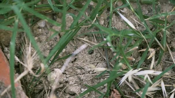 Hormigas en el suelo — Vídeo de stock