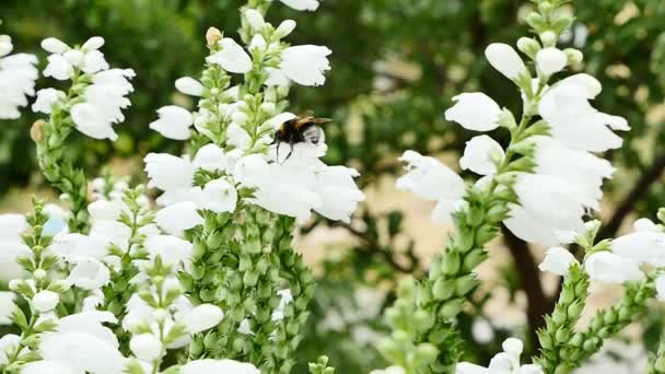 Abejorros abejas en flor cámara lenta 96fps — Vídeo de stock