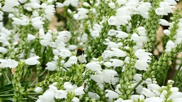 Bumble bees in flower slow motion 96fps — Stock Video