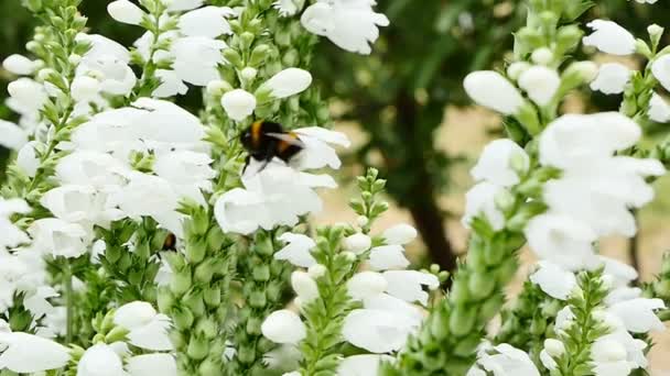 Bourdons en fleur au ralenti 96fps — Video