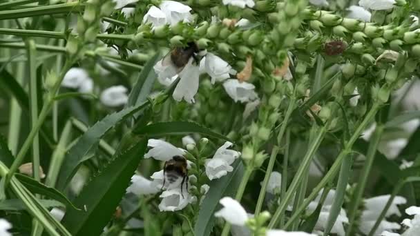 Abejorros abejas en flor cámara lenta 96fps — Vídeo de stock