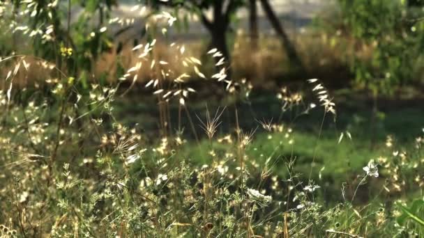 Campo com grama, câmera lenta — Vídeo de Stock