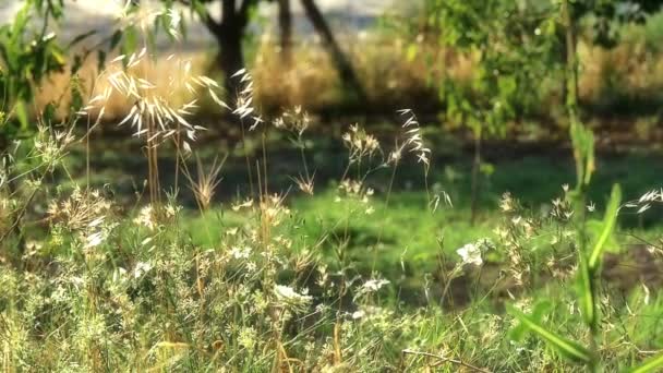 Campo com grama, câmera lenta — Vídeo de Stock