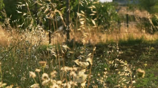 Field with grass, slow motion — Stock Video