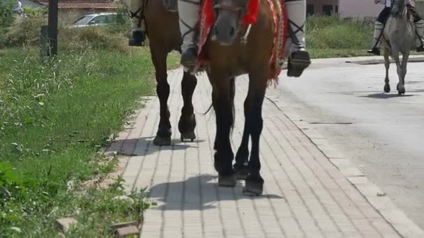 Horses parading in the street slow motion — Stock Video