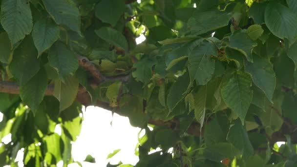 Laisse rayons du soleil au ralenti — Video