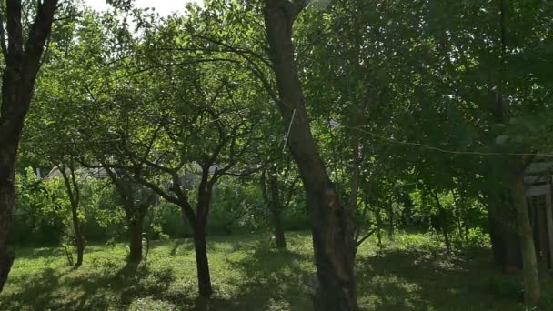 Lluvia en el bosque, cámara lenta — Vídeo de stock