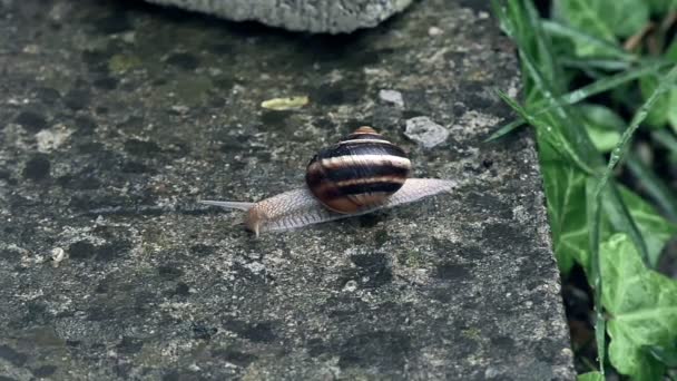 A Garden snail slides across the cameras plane of view — Stock Video