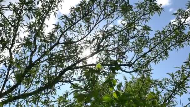 Albero raggio di sole rallentatore — Video Stock