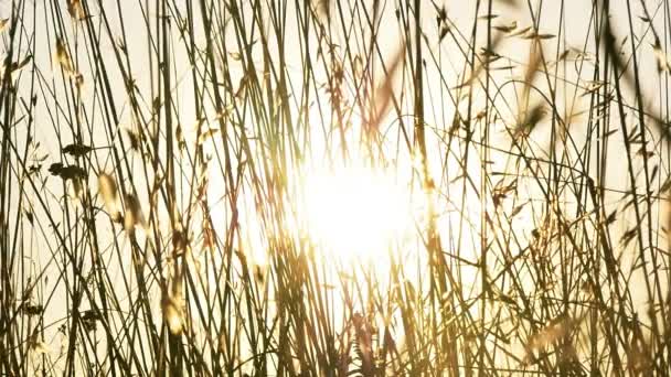 Coucher de soleil chaud sur les champs au ralenti — Video