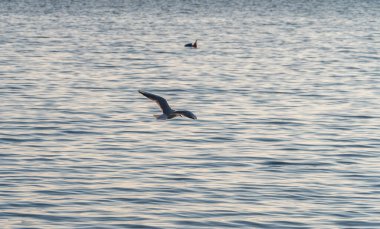 Martılar Ohri Gölü üzerinde uçar, doğal arka plan