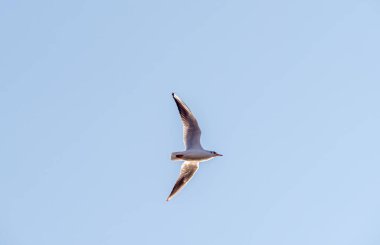 Martılar Ohri Gölü üzerinde uçar, doğal arka plan