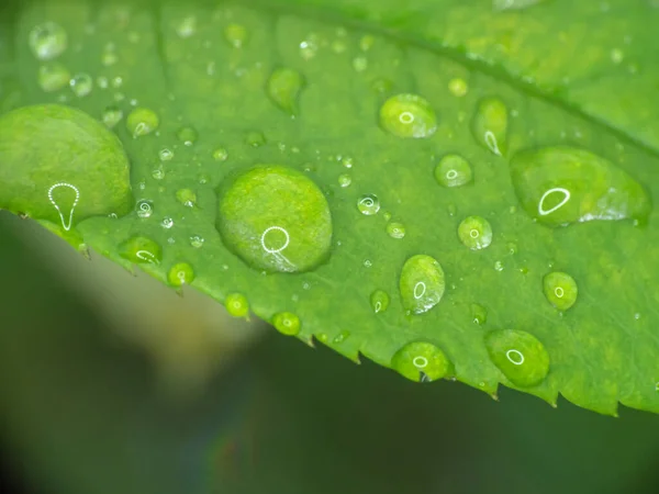 Grüne Blatt Regentropfen Makro Aus Nächster Nähe — Stockfoto