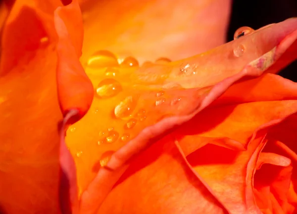 Roses Orange Dans Jardin Avec Des Gouttes Pluie Gros Plan — Photo