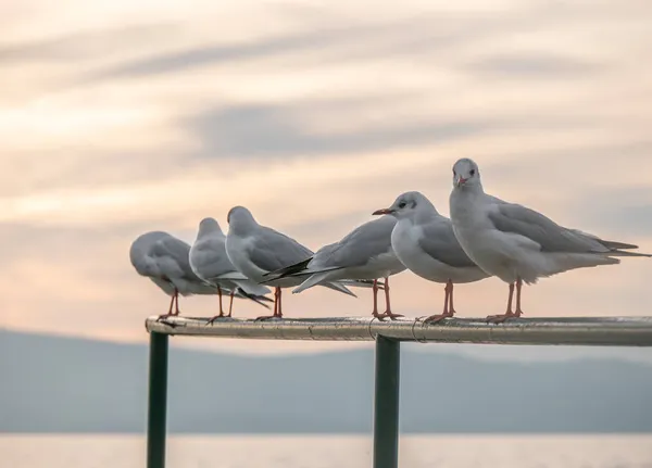 Vogel Möwe Stehen Sonnenuntergang See Sonnenuntergang — Stockfoto