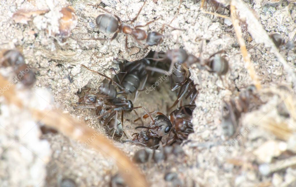 Group of ants on the ground close up
