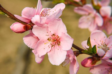 Bahçe makrosunda kiraz çiçeği, yakın çekim