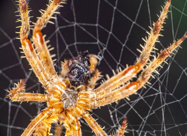 Spider Web Eat Fly Close — Foto Stock