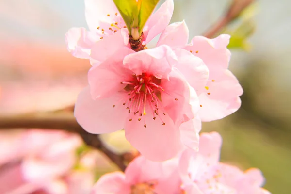 Spring Flower Cherry Garden Macro Close — Stock Photo, Image