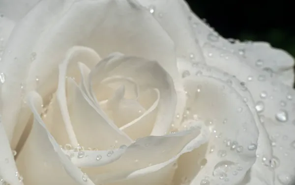 Roses Blanches Dans Jardin Avec Des Gouttes Pluie Macro — Photo