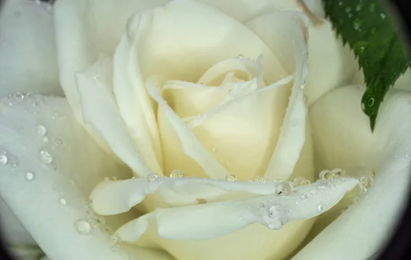 Rosas Brancas Jardim Com Gotas Chuva Macro — Fotografia de Stock