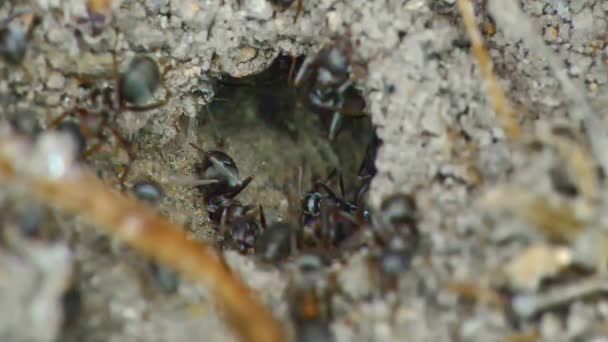 Skupina Mravenců Zemi Pomalu Přibližuje — Stock video