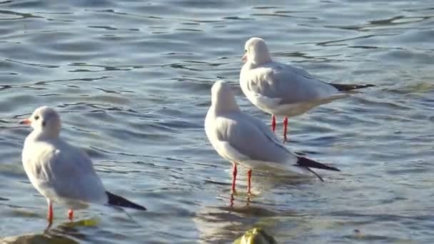 Måger Søen Tæt Slowmotion – Stock-video