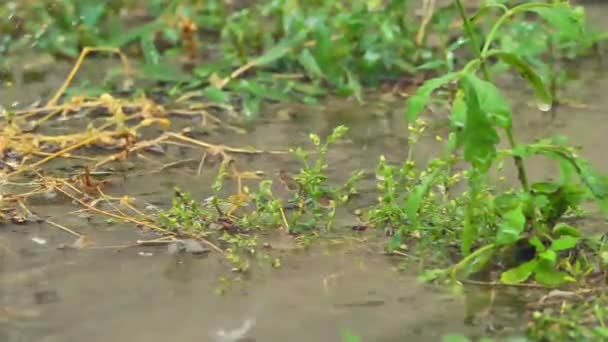 Hujan Padang Rumput Gerak Lambat Makro — Stok Video