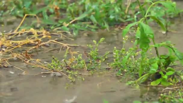 Rain Meadow Macro Slow Motion — Stock Video