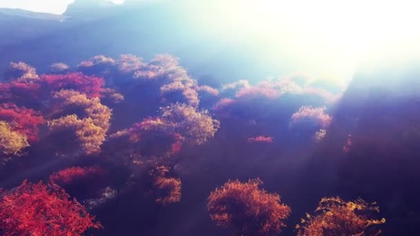 秋の森の上を飛ぶ高4K — ストック動画