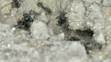 Yerdeki karınca grubu 4K 'yı kapatın.