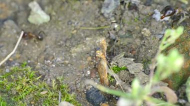 Yerdeki karınca grubu 4K 'yı kapatın.