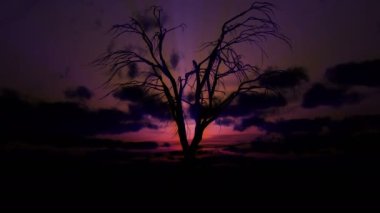 Ölü yaşlı ağaç gündoğumu süresi 4K