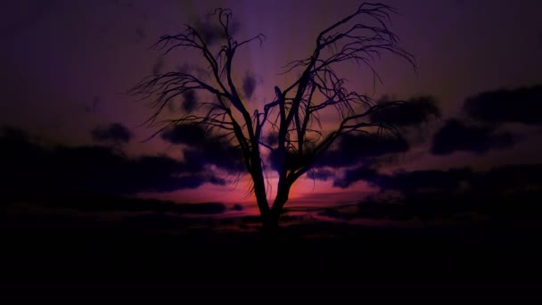 Árvore Velha Morta Nascer Sol Tempo Lapso — Vídeo de Stock