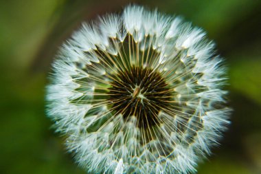 Çim makrosu arasında tohumlu bir karahindiba sepeti.