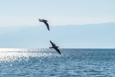 Martılar Ohri Gölü üzerinde uçar, doğal arka plan