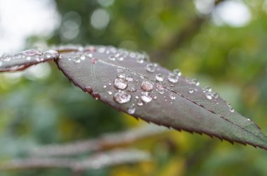 makro yeşil yaprak yağmur damlası, kapat