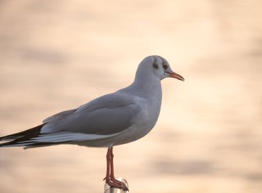 Kuş Martı Gün batımında duruyor, göl batımında