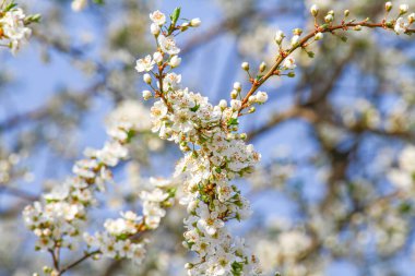Bahçe makrosunda kiraz çiçeği, yakın çekim