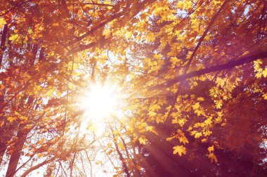 Ağacın üzerindeki güneş ışığı, doğal arkaplan