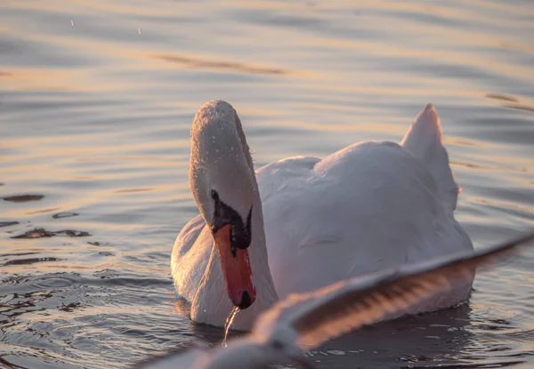 Bella Vista Grazioso Cigno Nel Lago — Foto Stock