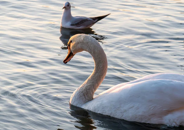 Hermosa Vista Elegante Cisne Lago — Foto de Stock