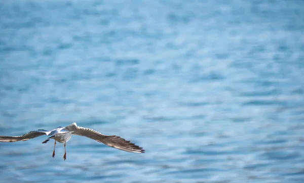 カモメがオリード湖を飛びます — ストック写真