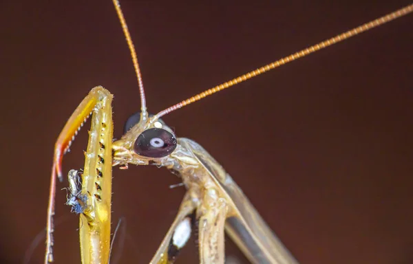 Macro Mantis Europea Femenina Primer Plano — Foto de Stock